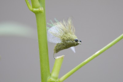 hop-5240.JPG