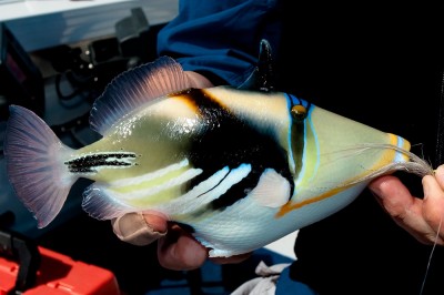 The Picasso Trigger fish (surely painted by some artist?)