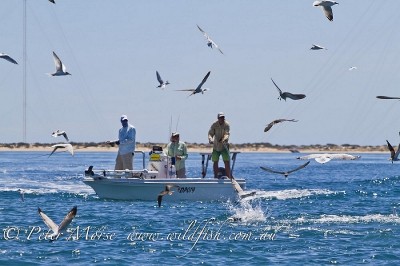 The boys positioning the boat on Tuna Thursday