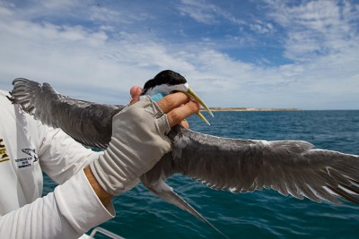 Lucky Tern and unlucky fingers in VLF bay