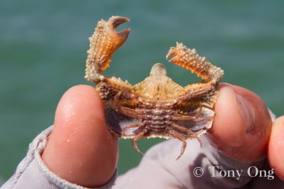 Pebble crab (upside down) Whitmore Island sand flats