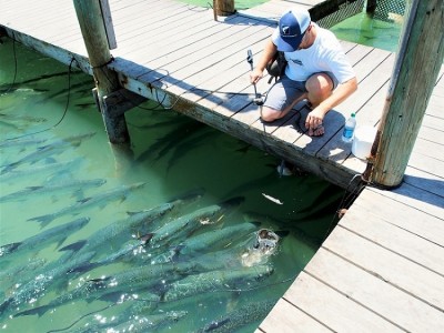 Ahh sweat memories of feeding the Sliver King (Tarpon) in 2014