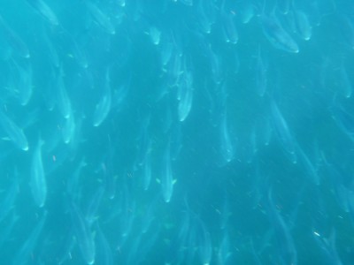 UNDER BOAT 1.jpg