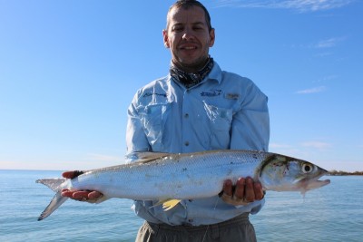 Giant Herring.jpg