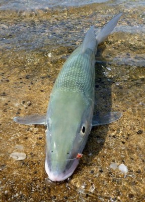 'Beached As' Bonefish