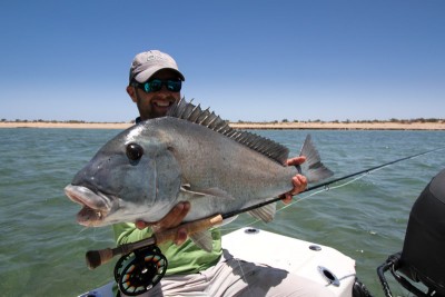 Nice sized Painted Sweetlip