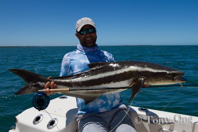 Cobia !