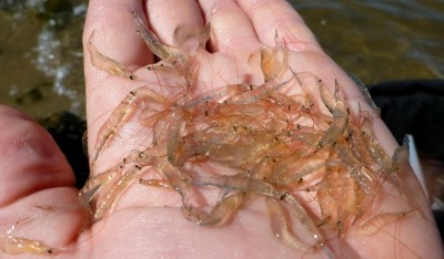 Handfull of shrimp